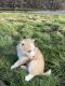Miniature Siberian Husky Puppies