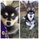 Miniature Siberian Husky Puppies for sale in Dickson City, PA, USA. price: NA