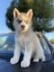 Miniature Siberian Husky Puppies for sale in Ontario, CA, USA. price: NA