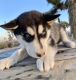 Miniature Siberian Husky Puppies for sale in Costa Mesa, CA, USA. price: NA