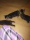 Minx Cats for sale in North Judson, IN 46366, USA. price: NA