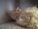 Minx Cats for sale in Puyallup, WA, USA. price: NA