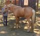 Missouri Fox Trotter Horses for sale in Albuquerque, NM, USA. price: NA