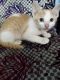Mitten Cat Cats for sale in Ganapathy, Coimbatore, Tamil Nadu, India. price: 50 INR