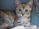Mitten Cat Cats for sale in Los Angeles, CA 90001, USA. price: $300