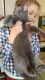 Mitten Cat Cats for sale in Waterbury, CT, USA. price: $200