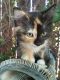 Mitten Cat Cats for sale in San Diego, CA, USA. price: NA