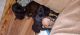 Mixed Puppies for sale in Indianapolis, IN, USA. price: NA