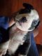Mixed Puppies for sale in 321 W 104th Pl, Chicago, IL 60628, USA. price: $200