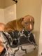 Mixed Puppies for sale in Piedmont, SC 29673, USA. price: $150