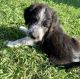 Mixed Puppies for sale in Devils Lake, ND 58301, USA. price: $800