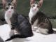 Mixed Cats for sale in Ethelsville, AL 35461, USA. price: NA