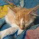 Mixed Cats for sale in Oxnard, CA, USA. price: $40