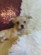 Mixed Puppies for sale in Novato, CA 94945, USA. price: NA