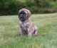 Mixed Puppies for sale in Midland Park, NJ 07432, USA. price: NA