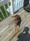 Mixed Puppies for sale in Wilkes-Barre, PA, USA. price: $400