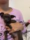 Mixed Puppies for sale in 53229 Bear Run, Fort Hood, TX 76544, USA. price: NA