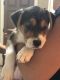 Mixed Puppies for sale in Tyler, TX, USA. price: NA