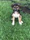 Mixed Puppies for sale in Tyler, TX, USA. price: NA