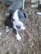 Mixed Puppies for sale in Amery, WI 54001, USA. price: NA