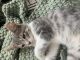 Mixed Cats for sale in Dallas, TX 75287, USA. price: NA