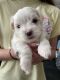 Mixed Puppies for sale in Evans, GA, USA. price: NA