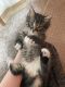Mixed Cats for sale in Kennesaw, GA, USA. price: $1