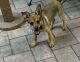 Mixed Puppies for sale in Huntington Station, NY, USA. price: NA