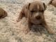 Mixed Puppies for sale in Syracuse, NY, USA. price: NA