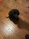 Mixed Puppies for sale in 2971 N Main St, Walnut Creek, CA 94597, USA. price: $400