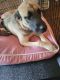 Mixed Puppies for sale in Littleton, CO 80128, USA. price: $200