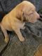 Mixed Puppies for sale in Nottingham, MD, USA. price: NA