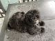 Mixed Puppies for sale in Amery, WI 54001, USA. price: $550