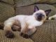 Mixed Cats for sale in Bedford, PA 15522, USA. price: $500