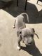 Mixed Puppies for sale in Santa Maria, CA 93458, USA. price: NA