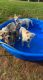 Mixed Puppies for sale in Fort Collins, CO, USA. price: $400
