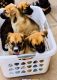 Mixed Puppies for sale in Chula Vista, CA, USA. price: NA