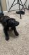 Mixed Puppies for sale in Overland Park, KS 66224, USA. price: $200