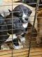 Mixed Puppies for sale in Rockwell, NC 28138, USA. price: NA