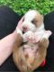Mixed Puppies for sale in Elmira, NY, USA. price: NA