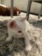 Mixed Cats for sale in Feeding Hills, Agawam, MA 01030, USA. price: NA