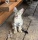 Mixed Cats for sale in Caldwell, TX 77836, USA. price: NA