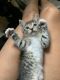 Mixed Cats for sale in Carmichael, CA, USA. price: NA