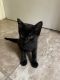 Mixed Cats for sale in Carmichael, CA, USA. price: $50