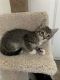 Mixed Cats for sale in Carmichael, CA, USA. price: $50
