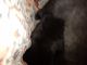 Mixed Puppies for sale in Greenville, SC, USA. price: NA
