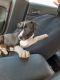 Mixed Puppies for sale in Clarion, PA 16214, USA. price: NA