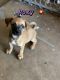 Mixed Puppies for sale in 2711 W Royal Palm Rd, Phoenix, AZ 85051, USA. price: NA