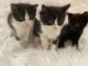 Mixed Cats for sale in Westfield, MA 01085, USA. price: $400