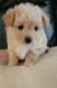 Mixed Puppies for sale in Hollister, CA 95023, USA. price: NA